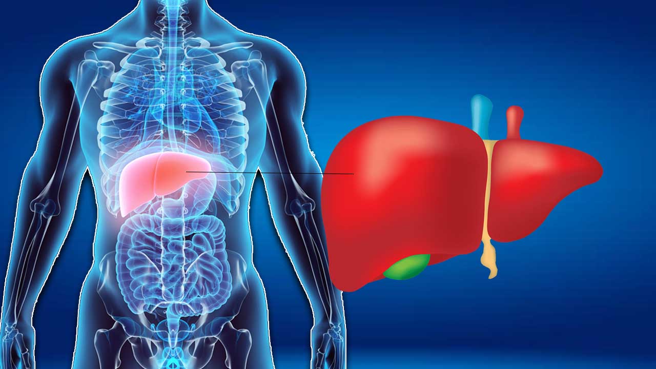 Liver Health | కాలేయం చెడిపోవడానికి కారణాలు ఇవీ.. ఆరోగ్యంగా ఉండాలంటే..
